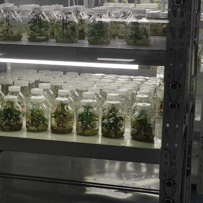 哈密红薯苗冰糖心红薯苗哈蜜红薯苗玛莎莉红薯苗地瓜苗