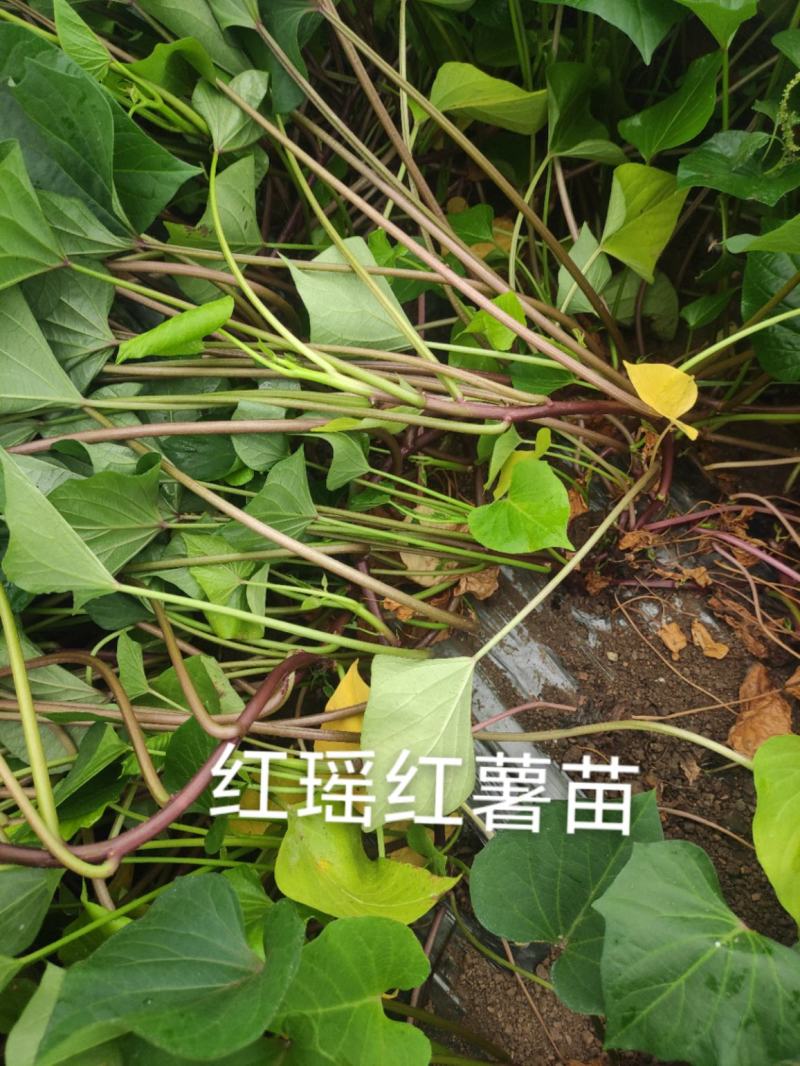 哈密红薯苗冰糖心红薯苗哈蜜红薯苗玛莎莉红薯苗地瓜苗