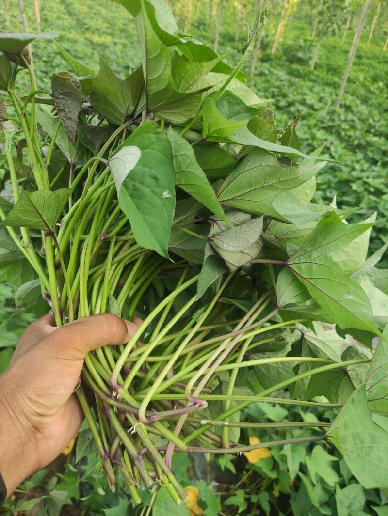 哈密红薯苗冰糖心红薯苗哈蜜红薯苗玛莎莉红薯苗地瓜苗