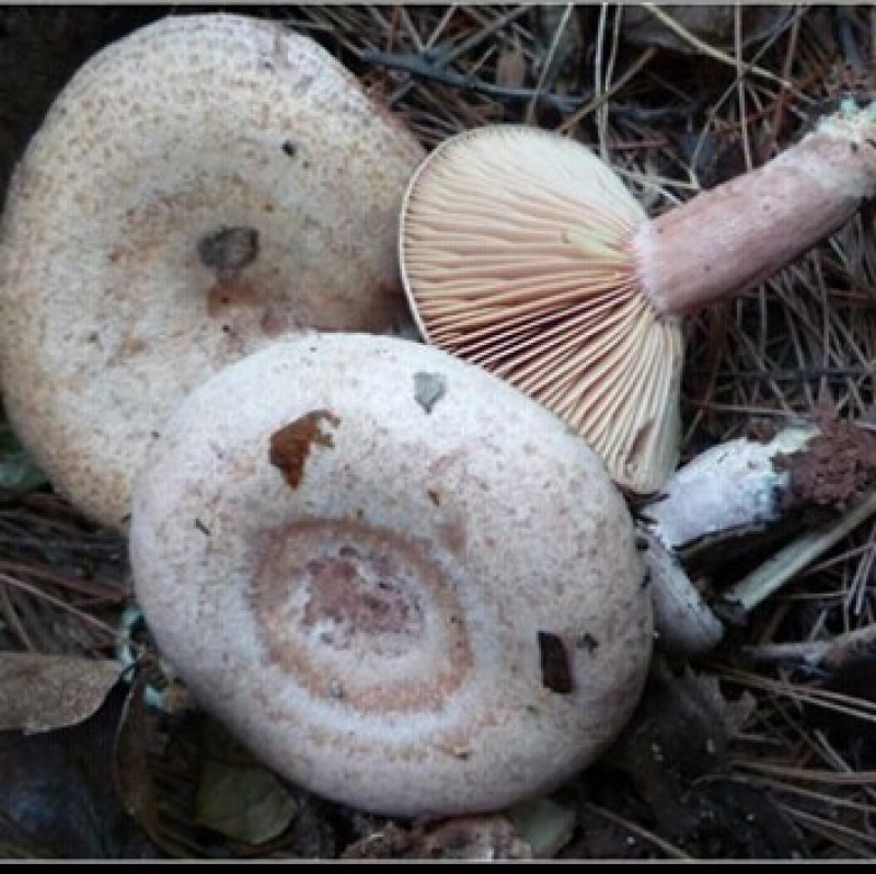 江西高安本地纯野生松乳菇，松树菇，寒菌菇