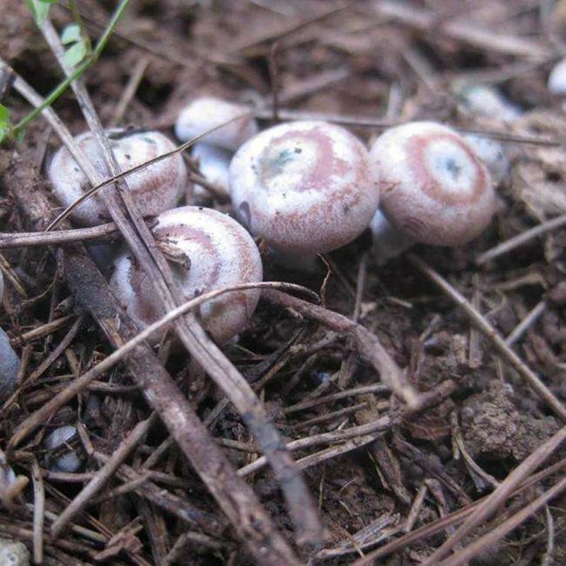 江西高安本地纯野生松乳菇，松树菇，寒菌菇