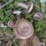 江西高安本地纯野生松乳菇，松树菇，寒菌菇