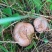 江西高安本地纯野生松乳菇，松树菇，寒菌菇