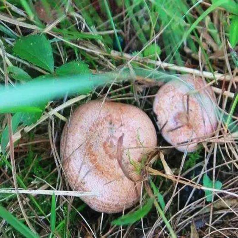 江西高安本地纯野生松乳菇，松树菇，寒菌菇