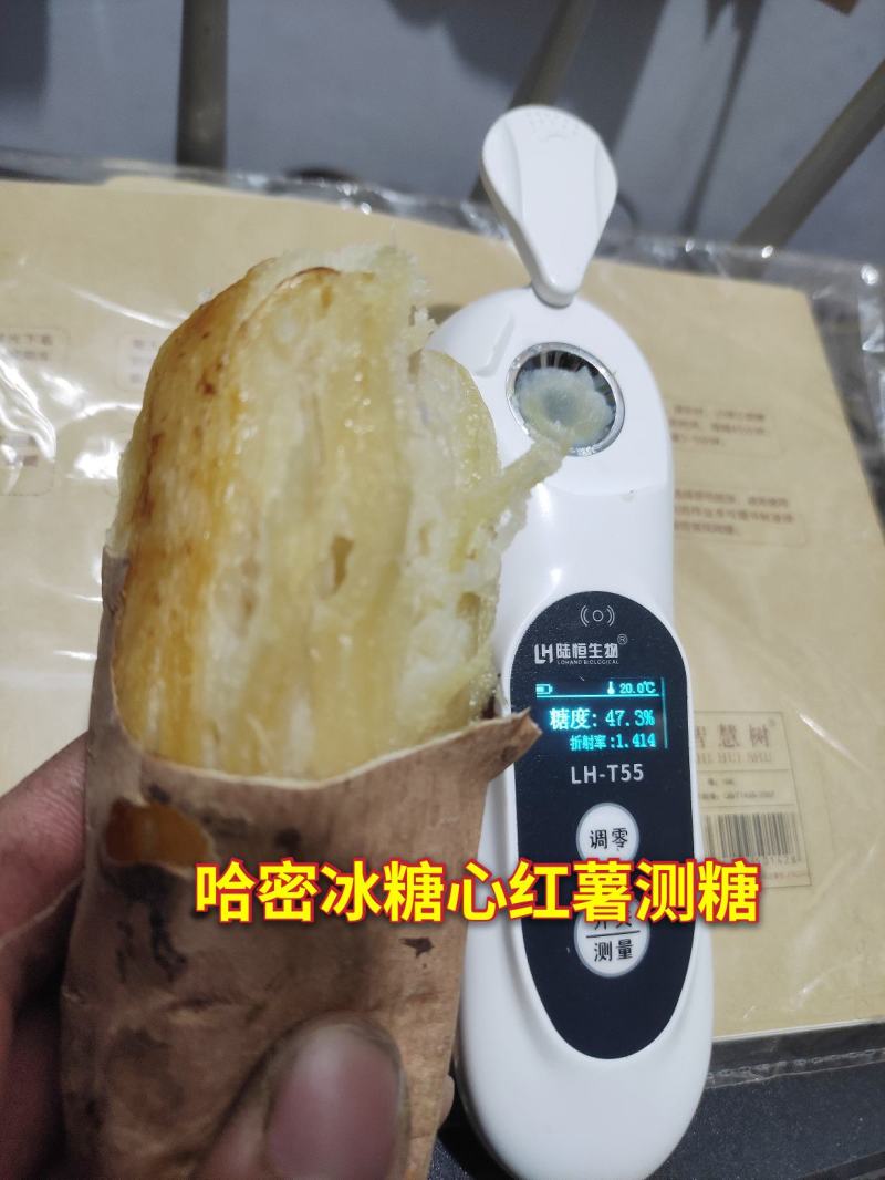 哈密红薯苗冰糖心红薯苗哈蜜红薯苗玛莎莉红薯苗地瓜苗