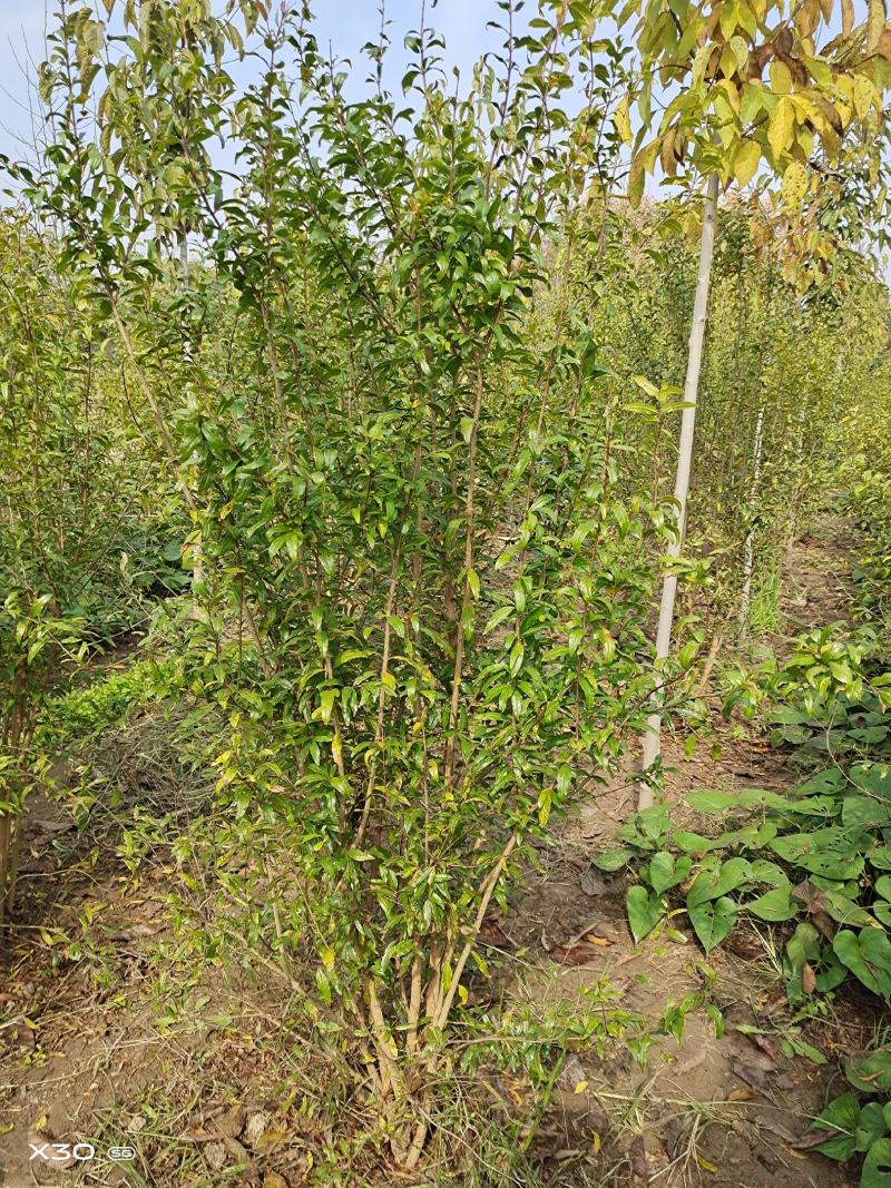 丛生花石榴，规格齐全，欢迎老板前来咨询选购