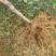 黑霸王李子苗一斤重的大李子保证品种现挖现发优质苗