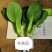 德赛冬美冠/春优耐寒青梗菜种子叶色油绿青菜种子越冬蔬菜种