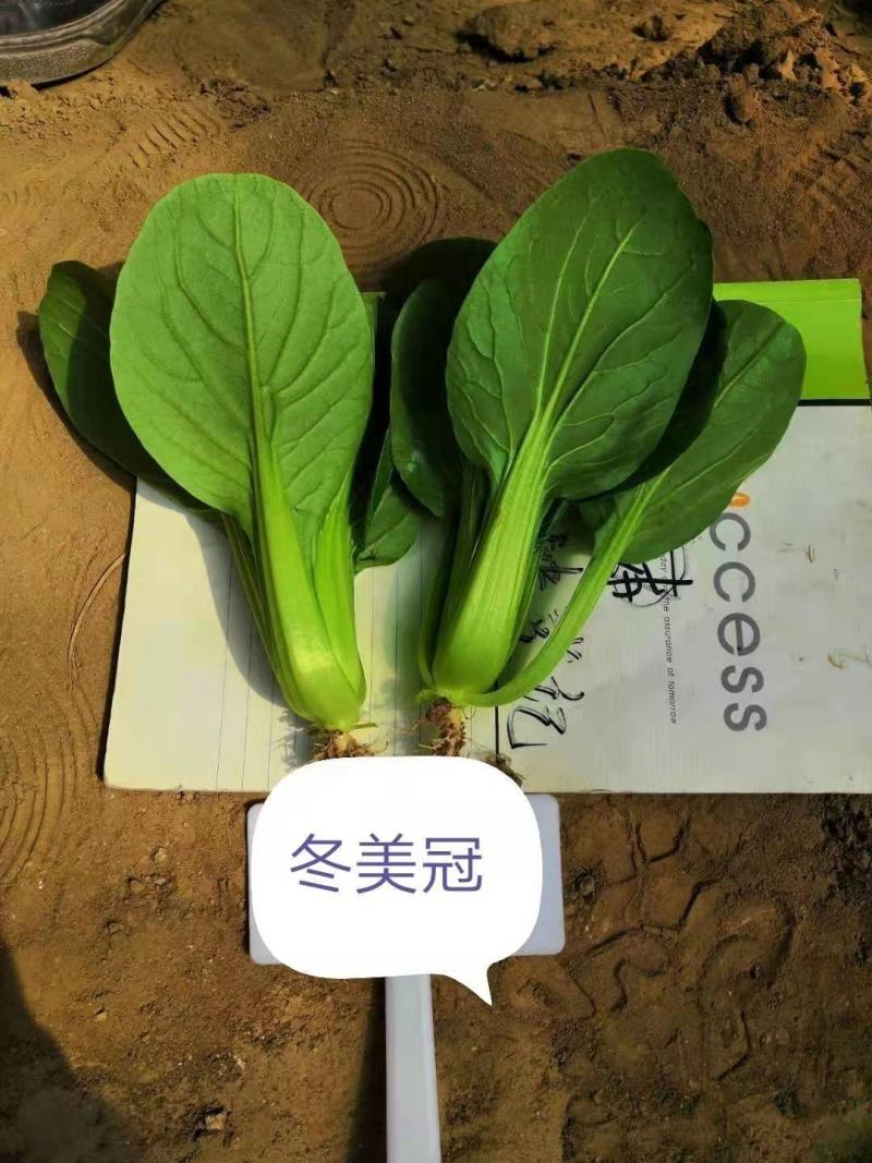 德赛冬美冠/春优耐寒青梗菜种子叶色油绿青菜种子越冬蔬菜种