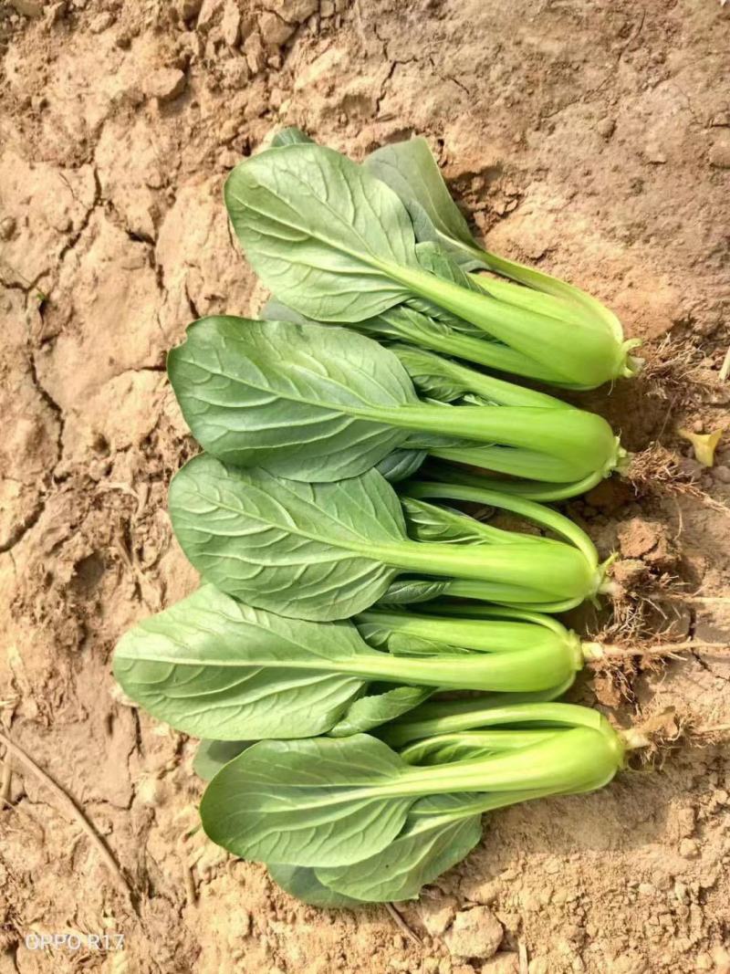 德赛冬美冠/春优耐寒青梗菜种子叶色油绿青菜种子越冬蔬菜种