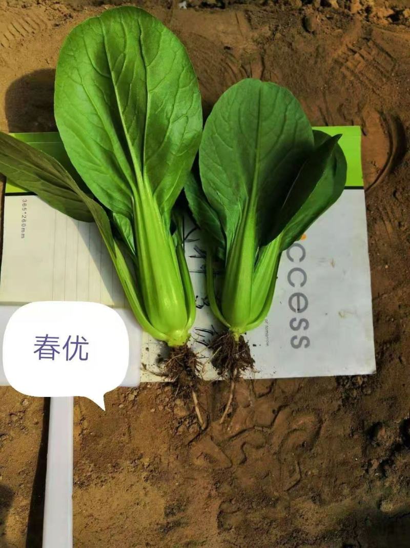 德赛冬美冠/春优耐寒青梗菜种子叶色油绿青菜种子越冬蔬菜种