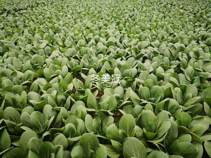 德赛冬美冠/春优耐寒青梗菜种子叶色油绿青菜种子越冬蔬菜种