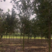 巨紫荆6~12公分，质量如图，价格美丽