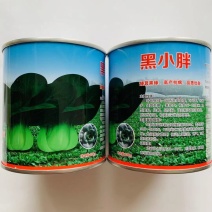 青硕黑小胖青梗菜种子矮萁黑绿束腰抗病苏州青油菜种子