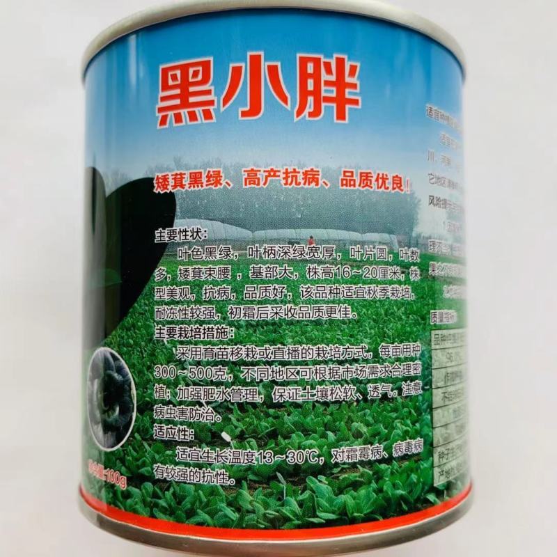 青硕黑小胖青梗菜种子矮萁黑绿束腰抗病苏州青油菜种子