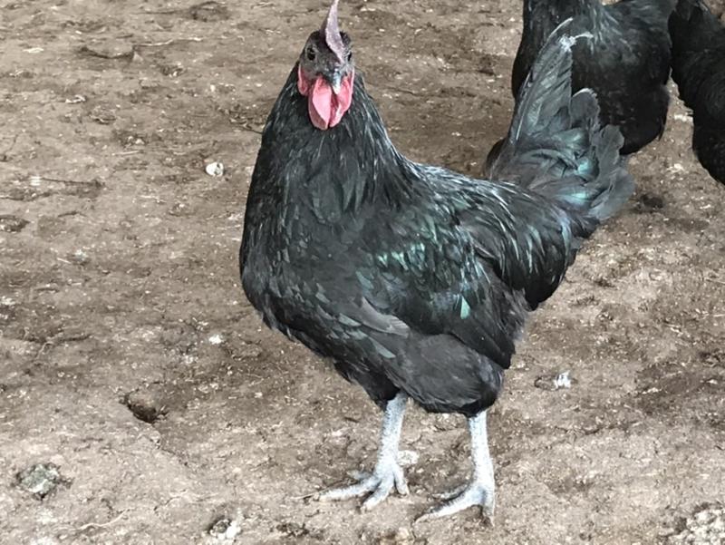 珍禽养殖基地主营：七彩山鸡、珍珠鸡、贵妃鸡五黑鸡