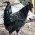 珍禽养殖基地主营：七彩山鸡、珍珠鸡、贵妃鸡五黑鸡