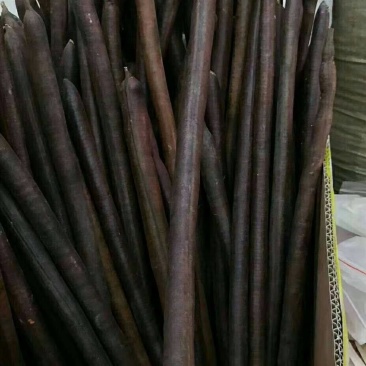 新货便秘果大解果腊肠树果大货批发价格低质量优