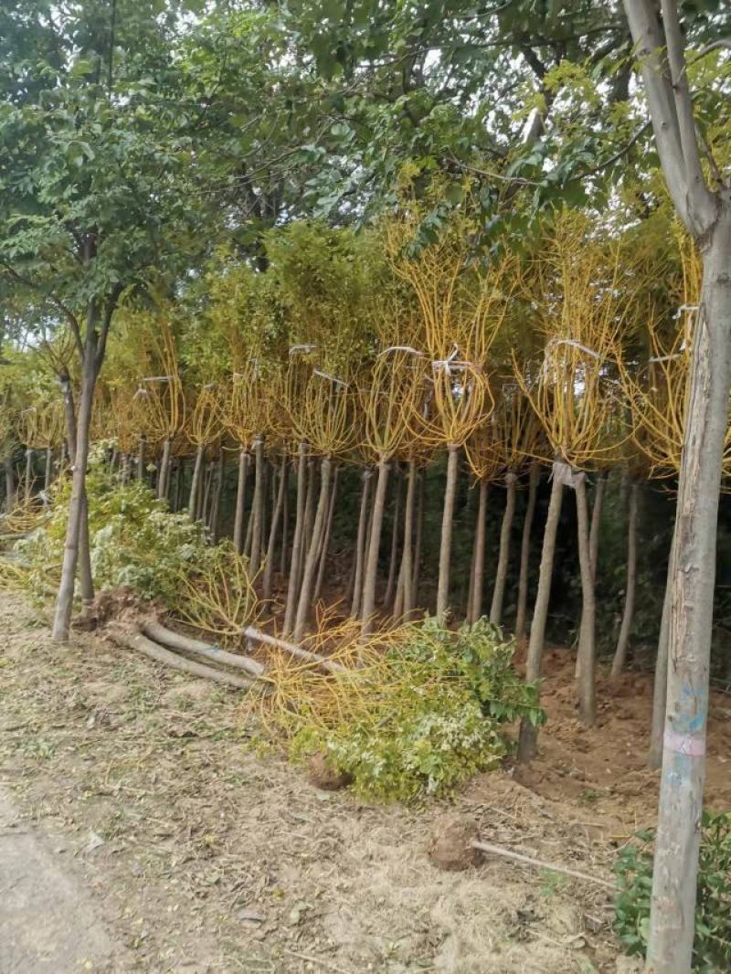 黄金槐，规格齐全，低杆，高杆，6~15公分有货，欢迎选购
