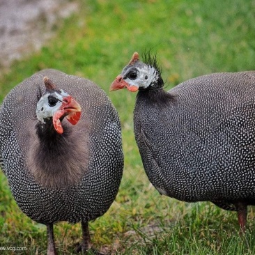 现货3.5斤大珍珠鸡活体成年珍珠鸡土鸡七彩山鸡观赏鸡