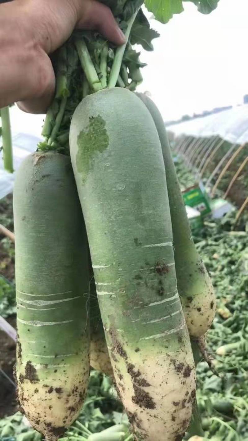 【青萝卜】，山东青萝卜，潍县青萝卜，产地直发一手货源低价