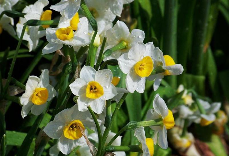 水仙花种球水培植物水养土养易养活室内室外盆栽花卉