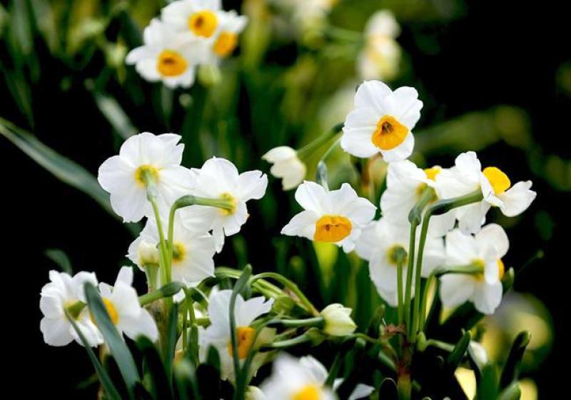水仙花种球水培植物水养土养易养活室内室外盆栽花卉