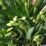 水仙花种球水培植物水养土养易养活室内室外盆栽花卉