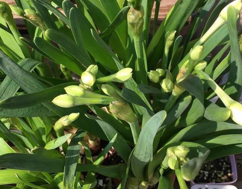 水仙花种球水培植物水养土养易养活室内室外盆栽花卉