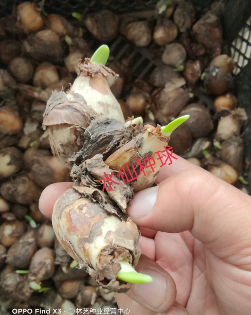 水仙花种球水培植物水养土养易养活室内室外盆栽花卉