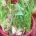 水仙花种球水培植物水养土养易养活室内室外盆栽花卉