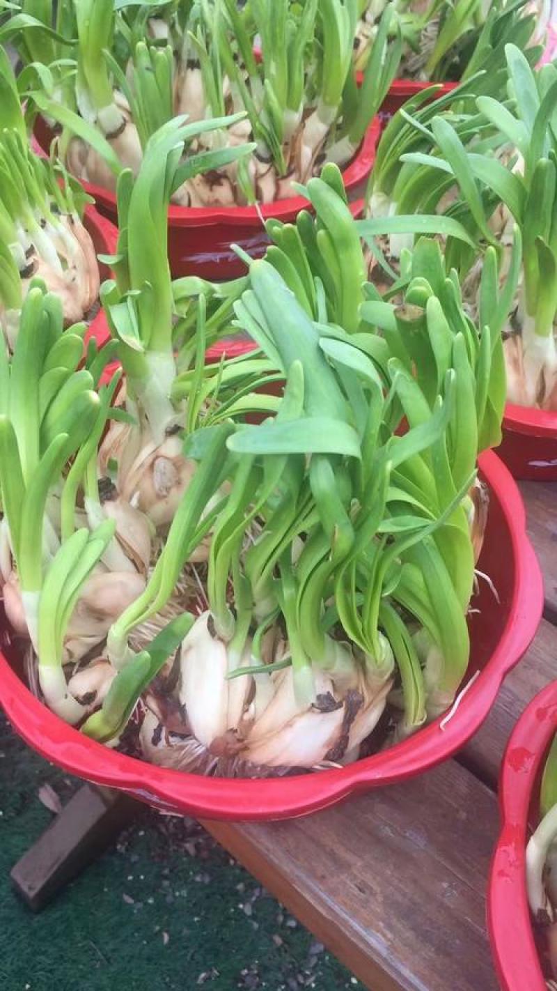 水仙花种球水培植物水养土养易养活室内室外盆栽花卉
