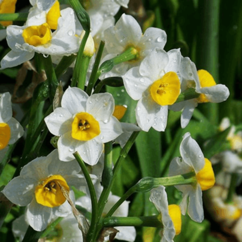水仙花种球水培植物水养土养易养活室内室外盆栽花卉