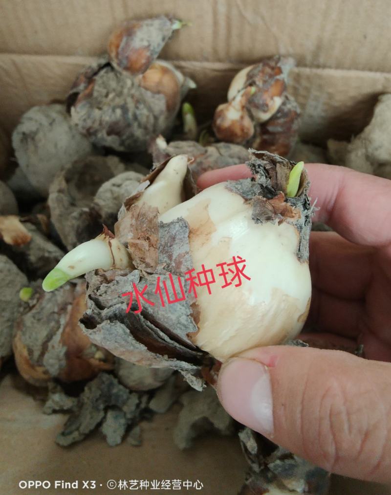 水仙花种球水培植物水养土养易养活室内室外盆栽花卉
