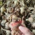 水仙花种球水培植物水养土养易养活室内室外盆栽花卉