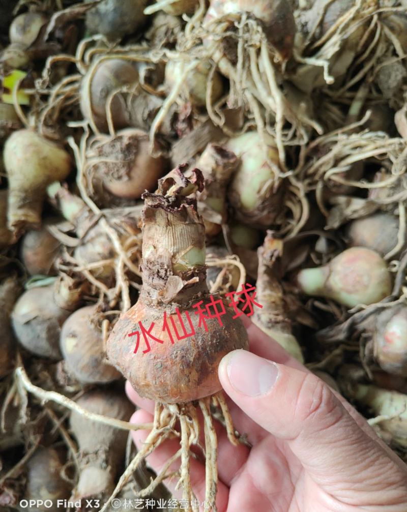 水仙花种球水培植物水养土养易养活室内室外盆栽花卉