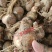 水仙花种球水培植物水养土养易养活室内室外盆栽花卉