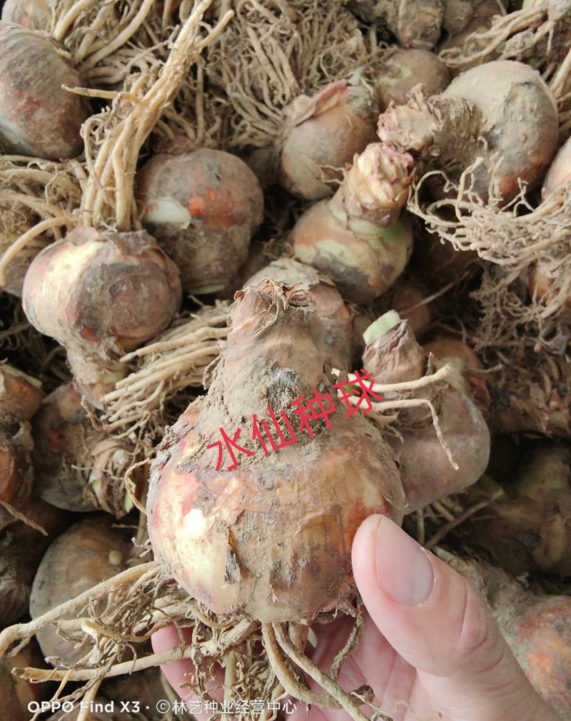 水仙花种球水培植物水养土养易养活室内室外盆栽花卉