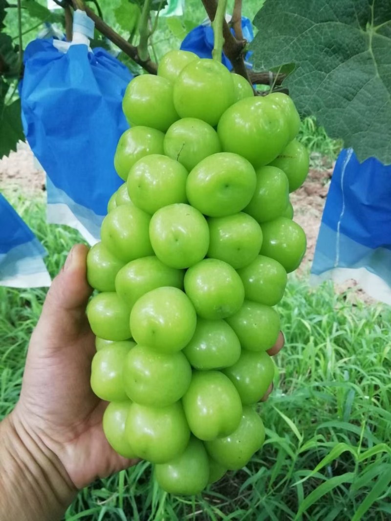 阳光玫瑰大量上市一手货源，万亩产地保证质量，以质量求生存