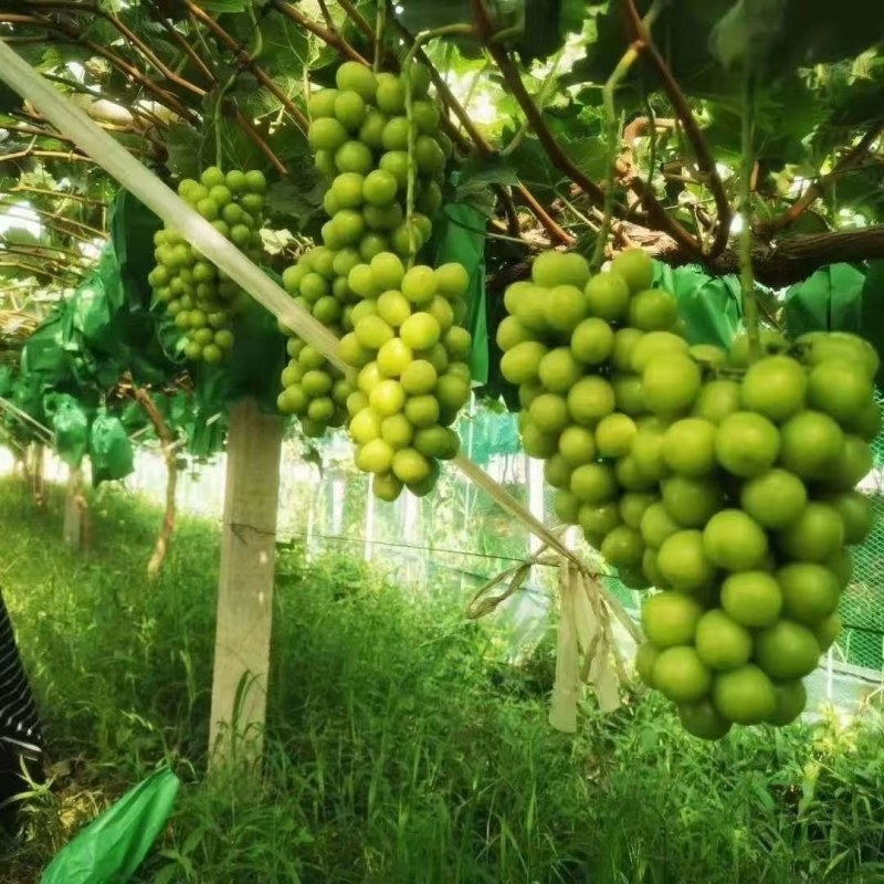 阳光玫瑰大量上市一手货源，万亩产地保证质量，以质量求生存