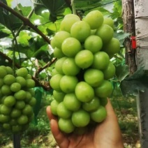 阳光玫瑰大量上市一手货源，万亩产地保证质量，以质量求生存