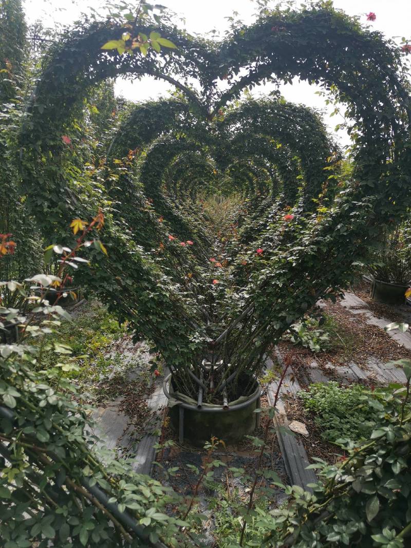南阳藤本月季各种造型花瓶/花墙/花柱/花球/各种动物造型