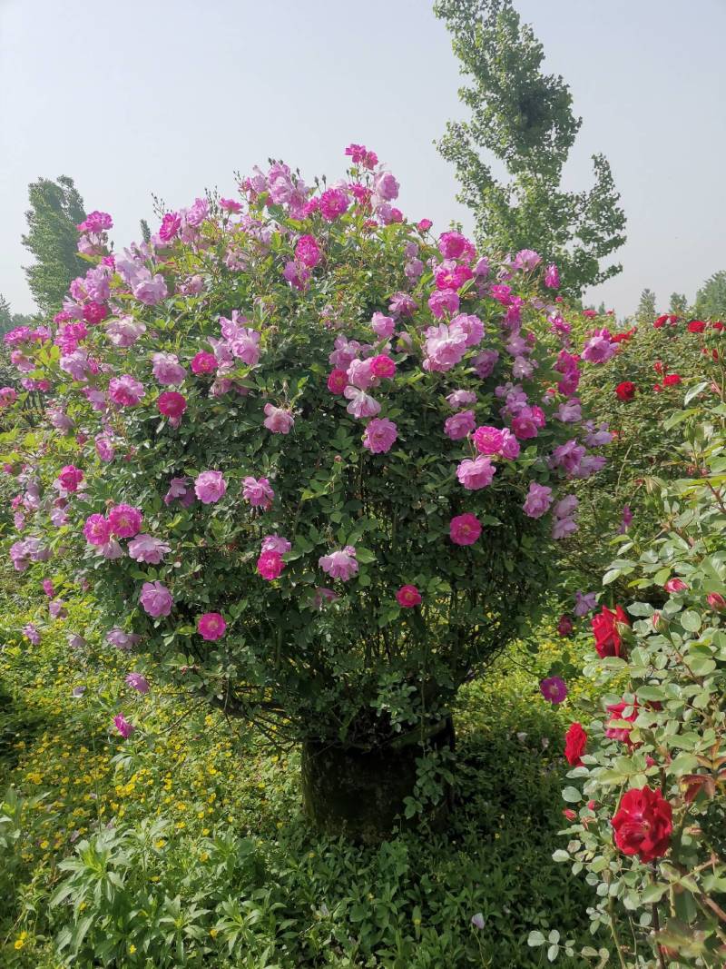南阳藤本月季各种造型花瓶/花墙/花柱/花球/各种动物造型