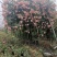 南阳藤本月季各种造型花瓶/花墙/花柱/花球/各种动物造型