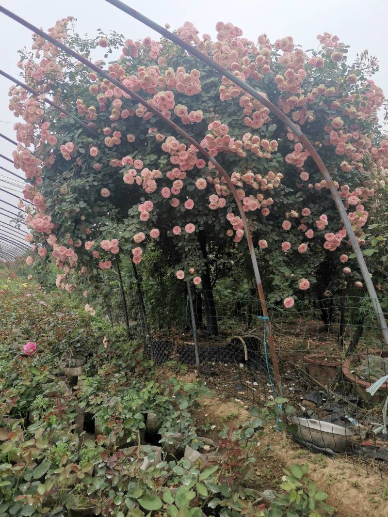 南阳藤本月季各种造型花瓶/花墙/花柱/花球/各种动物造型