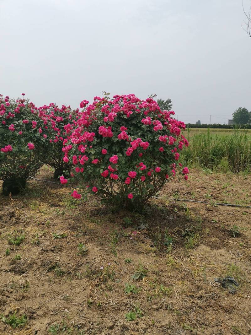 南阳藤本月季各种造型花瓶/花墙/花柱/花球/各种动物造型