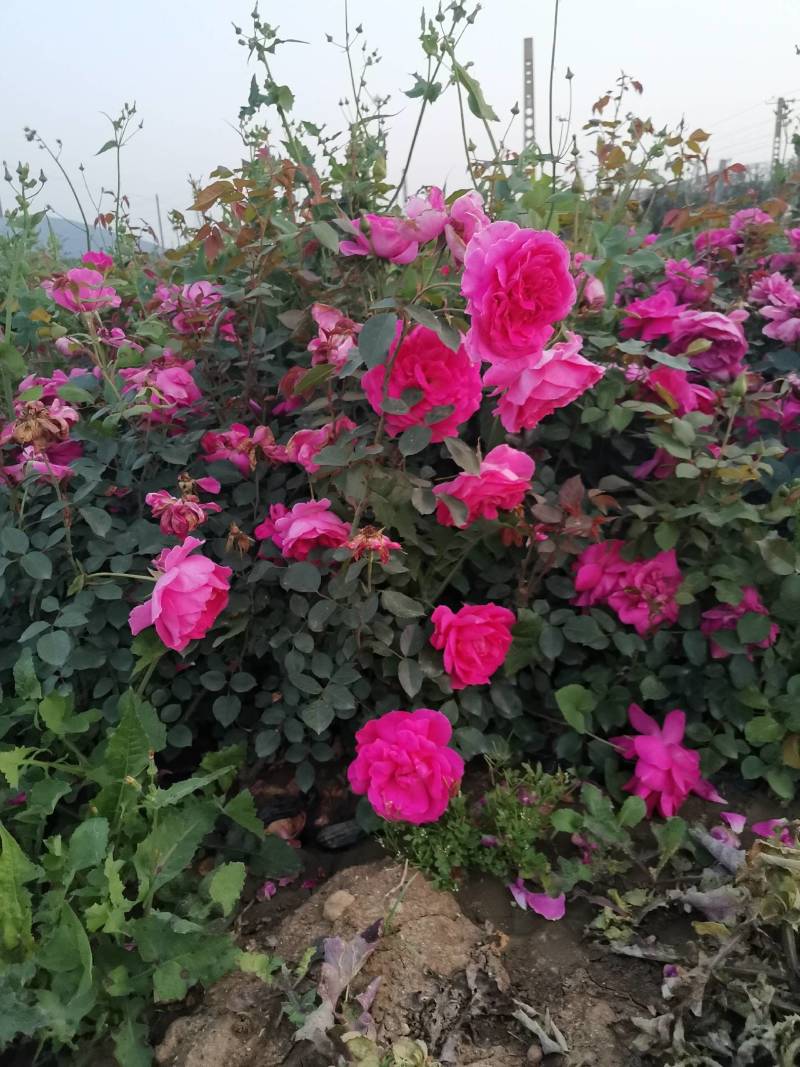 南阳藤本月季各种造型花瓶/花墙/花柱/花球/各种动物造型