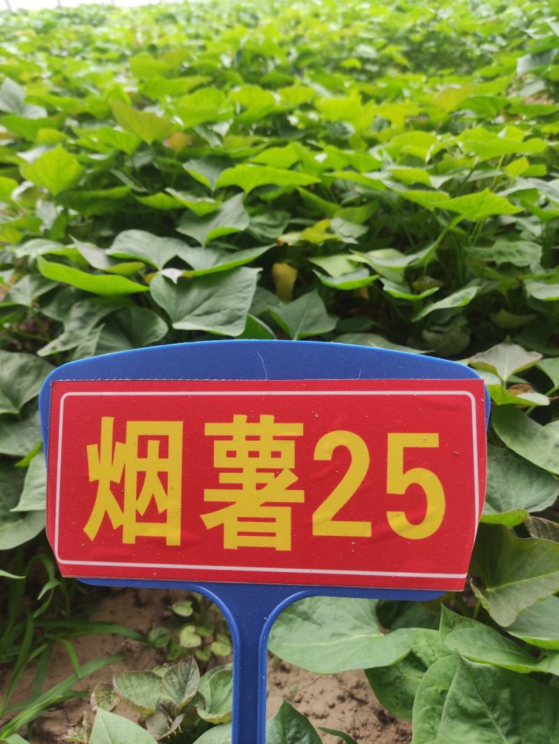 烟薯苗红薯苗蜜薯苗番薯苗地瓜苗高端红薯苗