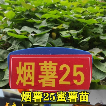 烟薯苗红薯苗蜜薯苗番薯苗地瓜苗高端红薯苗