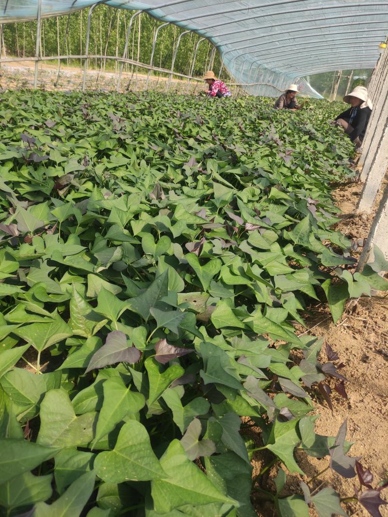 烟薯苗红薯苗蜜薯苗番薯苗地瓜苗高端红薯苗